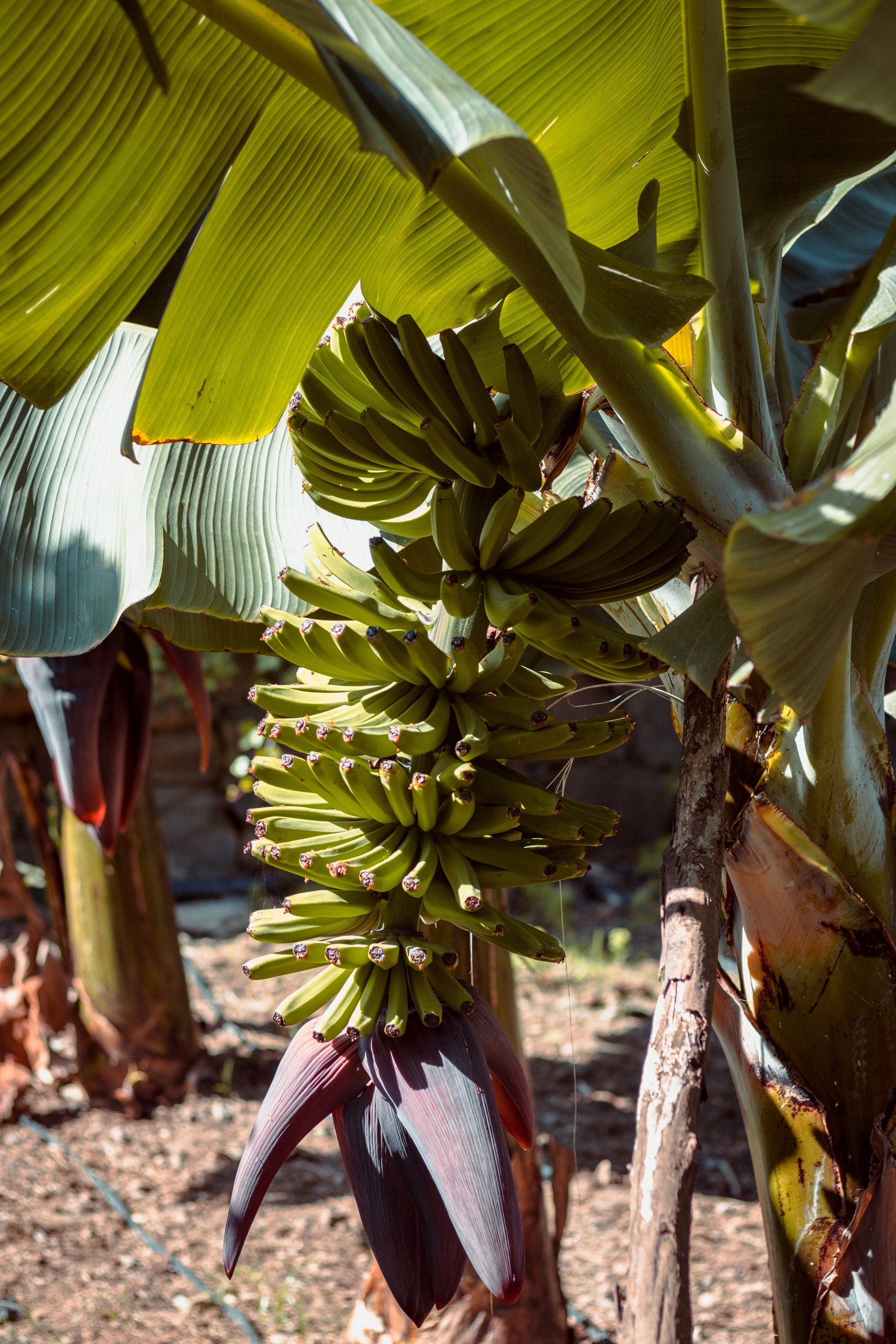 Banana tree